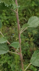 Jacquemontia evolvuloides