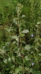 Jacquemontia evolvuloides