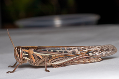 Schistocerca americana