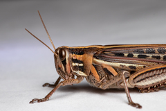 Schistocerca americana