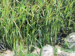 Oryza sativa
