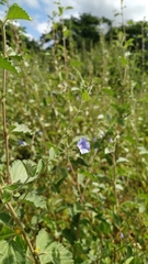 Jacquemontia evolvuloides