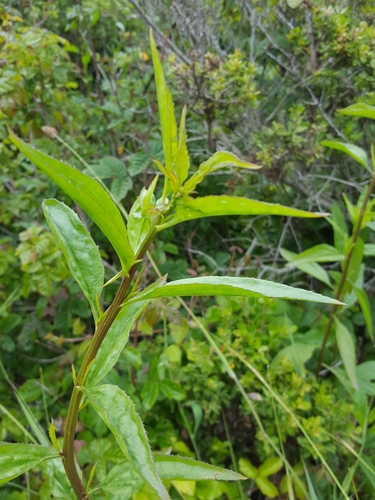 Douglas's False Willow foliage