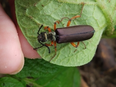 Lytta aenea