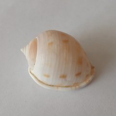 Phalium