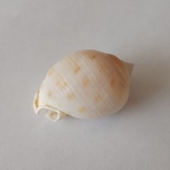Phalium