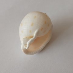 Phalium