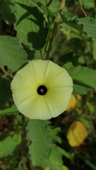 Ipomoea longeramosa