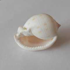 Phalium