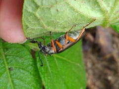 Lytta aenea