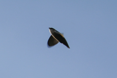 Chaetura