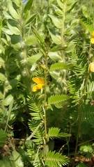 Chamaecrista calycioides