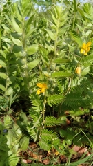 Chamaecrista calycioides