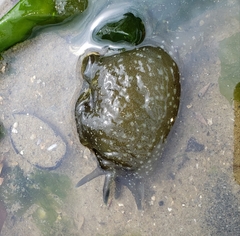 Aplysia punctata