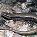 Plestiodon septentrionalis obtusirostris - Photo (c) Diana-Terry Hibbitts,  זכויות יוצרים חלקיות (CC BY-NC), הועלה על ידי Diana-Terry Hibbitts