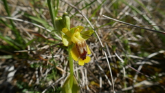 Ophrys lutea