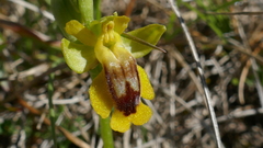 Ophrys lutea