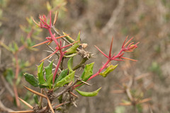 Berberis chilensis