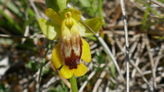 Ophrys lutea