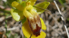 Ophrys lutea