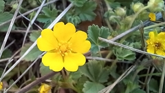 Potentilla incana