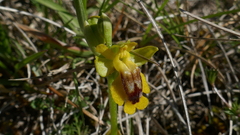 Ophrys lutea