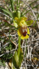 Ophrys lutea