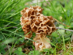 Morchella esculenta