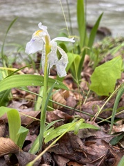 Iris cristata alba