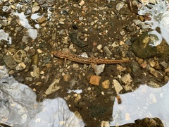 Desmognathus planiceps