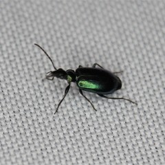 Lebia viridis