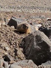 Marmota flaviventris