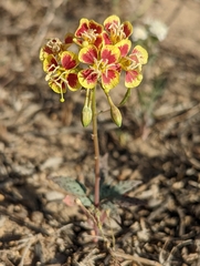 Chylismia claviformis lancifolia