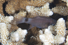 Nectamia savayensis