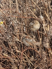 Passer domesticus