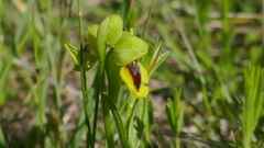 Ophrys lutea