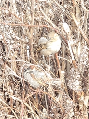 Passer domesticus