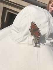 Aglais io