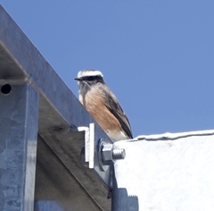 Ochthoeca oenanthoides