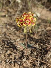 Chylismia claviformis lancifolia