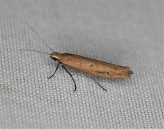 Ypsolopha unicipunctella