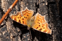 Polygonia c-album