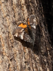Archiearis parthenias
