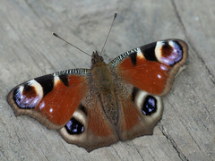 Aglais io