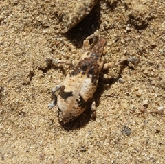 Bothynoderes affinis