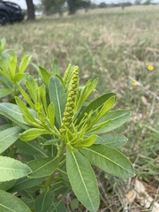 Stillingia sylvatica