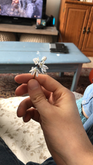 Puschkinia scilloides