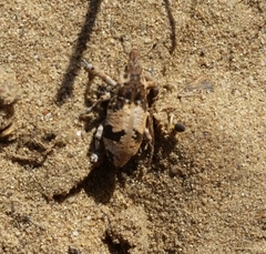 Bothynoderes affinis