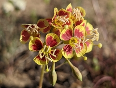 Chylismia claviformis lancifolia