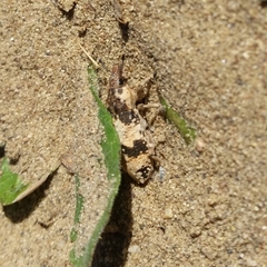 Bothynoderes affinis